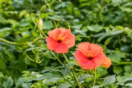 Campsis tagliabuana 'Madame Galen' (Trompetklimmer) klimplant - afbeelding 13