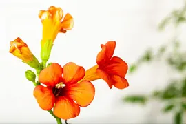 Campsis tagliabuana 'Madame Galen' (Trompetklimmer) klimplant - afbeelding 15