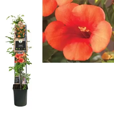 Campsis tagliabuana 'Madame Galen' (Trompetklimmer) klimplant - afbeelding 1