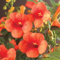 Campsis tagliabuana 'Madame Galen' (Trompetklimmer) klimplant - afbeelding 3