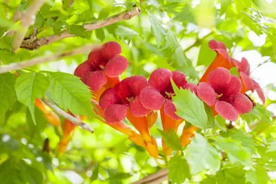 Campsis x tagliabuana 'Summer Jazz Fire'® (Trompetklimmer 'Summer Jazz Fire'®) - afbeelding 1
