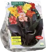 Canna mix 3 stuks - afbeelding 1