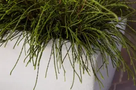 Capi Europe Bak rechthoek Arc Granite 90x35x40 warm taupe - afbeelding 5