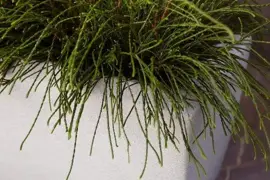 Capi Europe Bak rechthoek Arc Granite 90x35x60 warm taupe - afbeelding 2