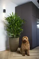 Capi  groove nl elegant laag bloempot 46x58 cm zwart goud - afbeelding 2