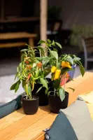 Capi 'made with' groove bol bloempot 26x23 cm zwart - afbeelding 4