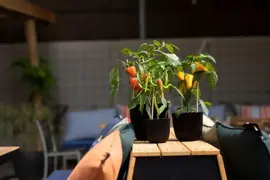 Capi 'made with' groove bol bloempot 26x23 cm zwart - afbeelding 5