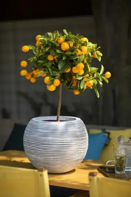 Capi nature bol rib nl kunststof vaas 62x48 cm ivoor - afbeelding 3