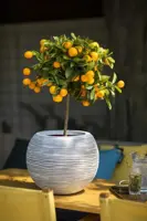 Capi nature bol rib nl kunststof vaas 62x48 cm ivoor - afbeelding 3