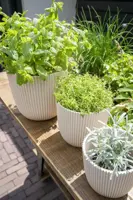Capi nature groove bol bloempot 26x23 cm zaagsel beige - afbeelding 3