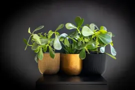 Capi nature groove indoor bol bloempot 14x13 cm zwart - afbeelding 2