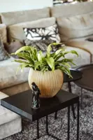 Capi nature groove indoor bol bloempot 29x25 cm zwart goud - afbeelding 2