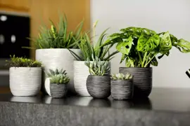 Capi nature rib indoor bol bloempot 17.5x16 cm antraciet - afbeelding 2