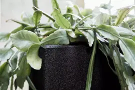 Capi urban smooth nl plantenbak square 30x30x30 cm zwart - afbeelding 4