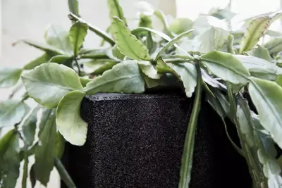 Capi urban smooth nl plantenbak square 50x50x50 cm zwart - afbeelding 4