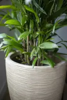 Capi waste elegant laag rib nl kunststof bloempot 46x58 cm terrazzo beige - afbeelding 2