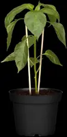 Capsicum annuum (Peper) - afbeelding 108