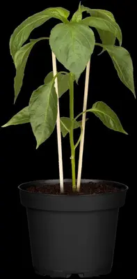 Capsicum annuum (Peper) - afbeelding 108