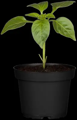 Capsicum annuum (Peper) - afbeelding 109