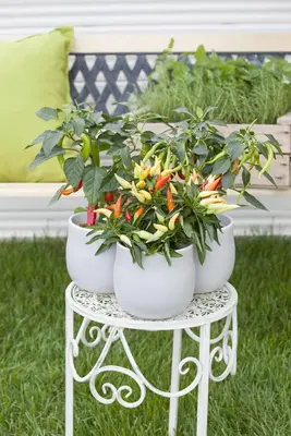 Capsicum annuum (Peper) - afbeelding 7