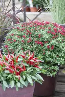 Capsicum annuum (Peper) - afbeelding 25