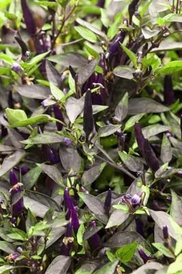 Capsicum annuum (Peper) - afbeelding 26