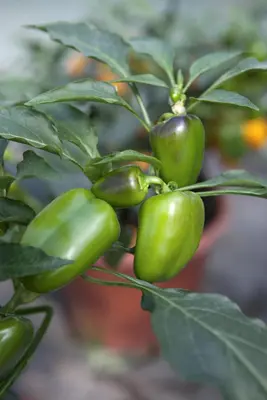 Capsicum annuum (Peper) - afbeelding 37