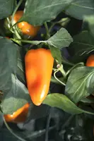 Capsicum annuum (Peper) - afbeelding 39