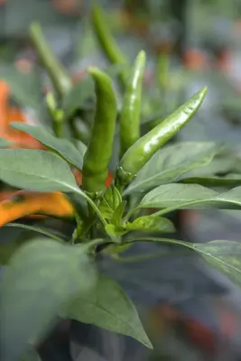Capsicum annuum (Peper) - afbeelding 43