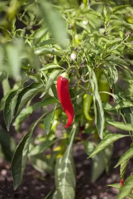 Capsicum annuum (Peper) - afbeelding 45