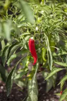 Capsicum annuum (Peper) - afbeelding 45