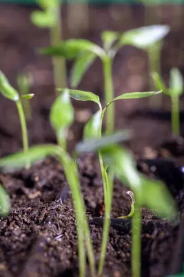 Capsicum annuum (Peper) - afbeelding 50