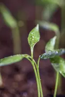 Capsicum annuum (Peper) - afbeelding 52