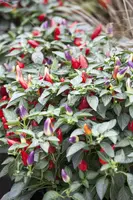 Capsicum annuum (Peper) - afbeelding 57