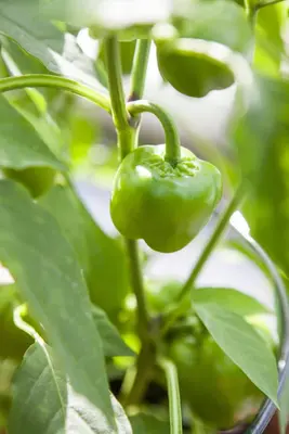 Capsicum annuum (Peper) - afbeelding 69