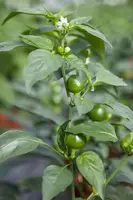 Capsicum annuum (Peper) - afbeelding 74