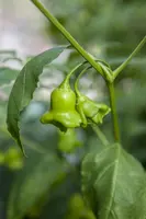 Capsicum annuum (Peper) - afbeelding 75
