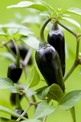 Capsicum annuum (Peper) - afbeelding 82