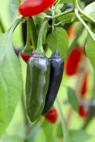 Capsicum annuum (Peper) - afbeelding 83