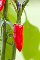Capsicum annuum (Peper) - afbeelding 84