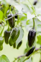 Capsicum annuum (Peper) - afbeelding 85