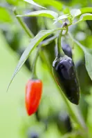 Capsicum annuum (Peper) - afbeelding 86