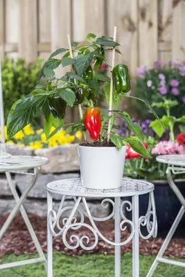Capsicum annuum (Peper) - afbeelding 99