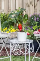 Capsicum annuum (Peper) - afbeelding 99