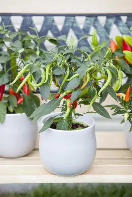 Capsicum annuum (Peper) - afbeelding 4