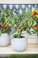 Capsicum annuum (Peper) - afbeelding 4