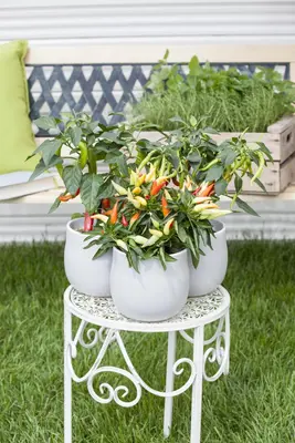 Capsicum annuum (Peper) - afbeelding 5