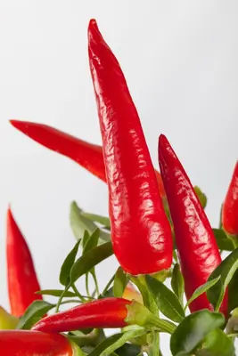 Capsicum annuum (Peper) - afbeelding 16