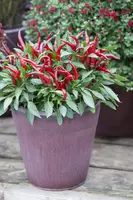 Capsicum annuum (Peper) - afbeelding 24