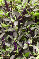 Capsicum annuum (Peper) - afbeelding 26